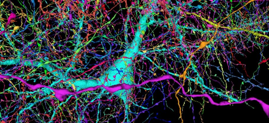 Une image révolutionnaire : la première reproduction en 3D des synapses et des neurones d’un cerveau humain